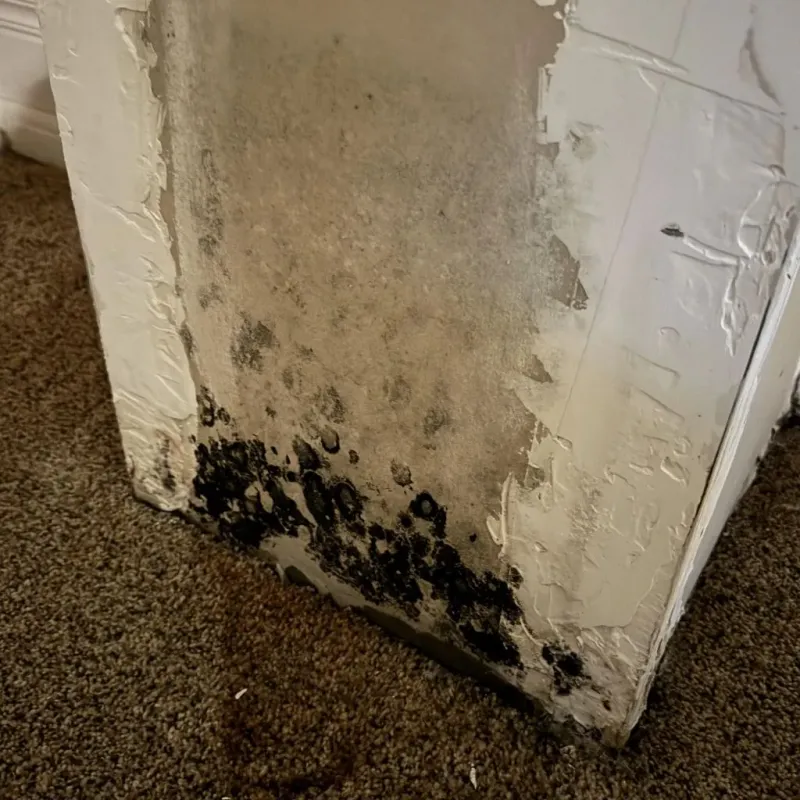 Professional Mold Removal in Linden, NJ